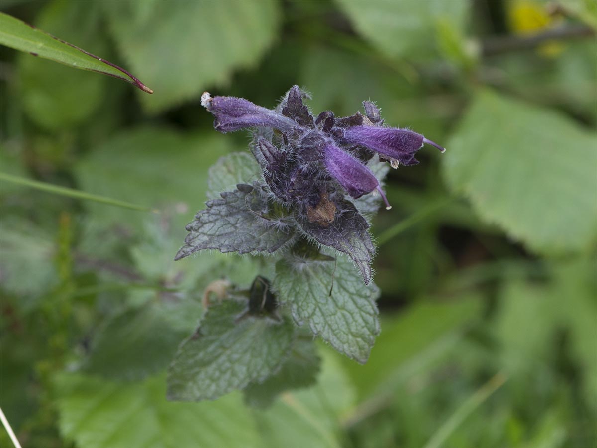 Bartsia alpina